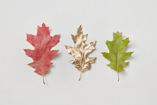 Red, green and golden leaves in studio