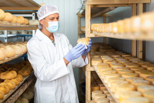 Skilled cheesemaker wearing white robe and protective face mask checking aging process of hard goat cheese in special maturing chamber at dairy