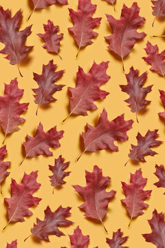 Red Oak Leaves On Yellow Background