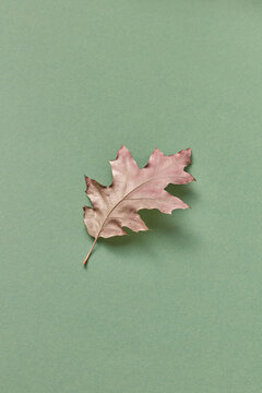 Dry oak leaf on green background