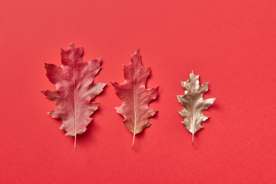 Oak leaves on red background