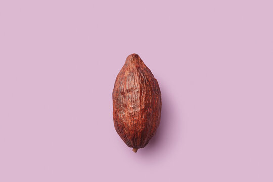 Dry cocoa pod on pink background