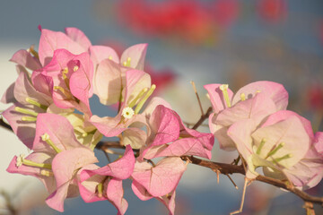 Obraz premium bougainvillea blooming in the background flower background