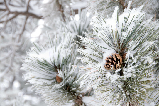 Snowy pine cone