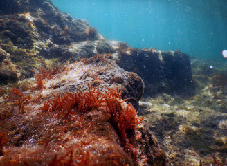 Fototapeta na wymiar Ocean underwater vegetation