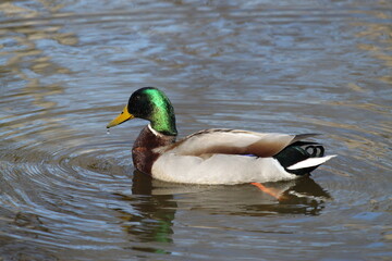 Obraz premium duck on the lake