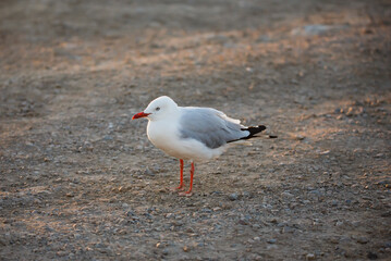 Seagulls outdoors at the beach in Adelaide, South Australia