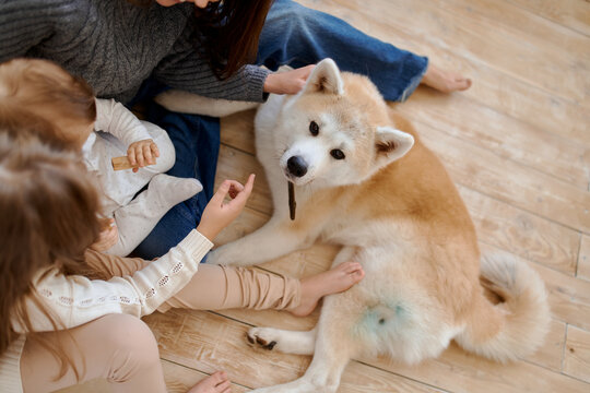 akita inu at home with people