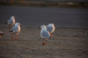 Seagulls outdoors at the beach in Adelaide, South Australia
