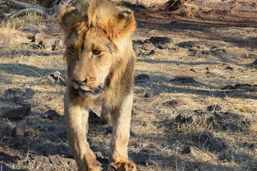 動物,自然, 哺乳動物, ライオン, サファリ, 草, 茶色,  雌ライオン,  公園, 風景, 南アフリカ、南アフリカ共和国、ライオンパーク