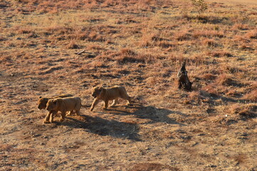 動物,自然, 哺乳動物, ライオン, サファリ, 草, 茶色,  雌ライオン,  公園, 風景, 南アフリカ、南アフリカ共和国、ライオンパーク、子ども