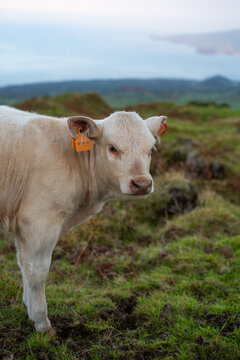 Pico Island typical cattle grazing in the pasture