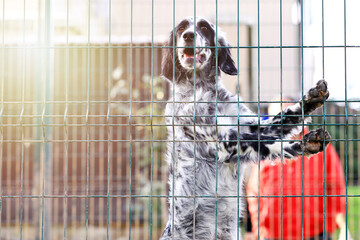 White and brown colored setter in the cage and shelter. They are fast, stylish game-finding dogs...