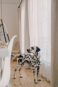 Dalmatian dog by the kitchen table