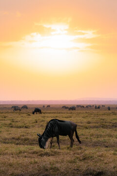 Wildebeest grazing in savanna