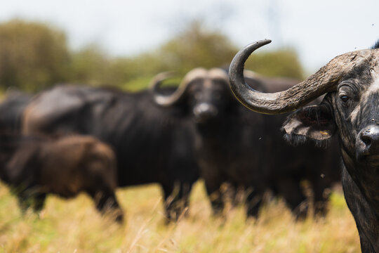 Herd of African buffalo on field