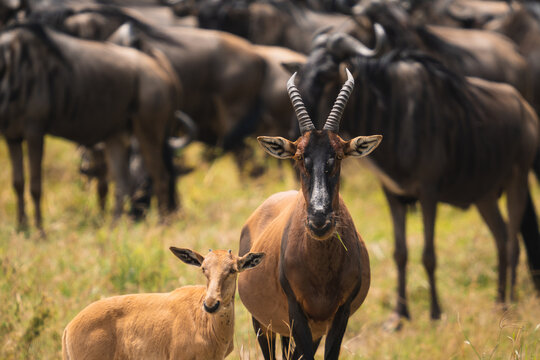 Topi near herd of buffalos