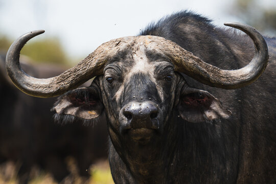 African buffalos in savanna