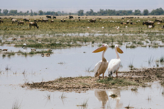 Pelicans in lake amboseli, Kenya
