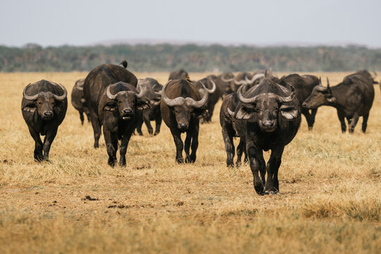 Herd of African buffalos in savanna