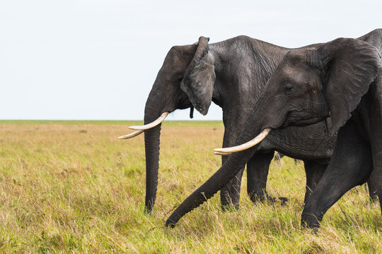 Elephants walking in savanna