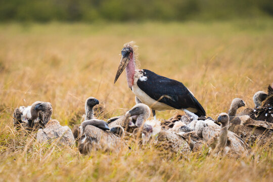 Marabou stork and vultures