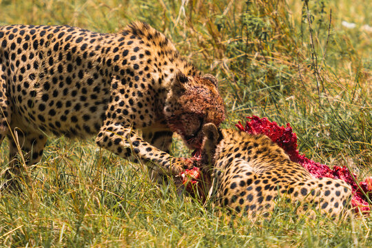 Cheetah eating prey in savanna