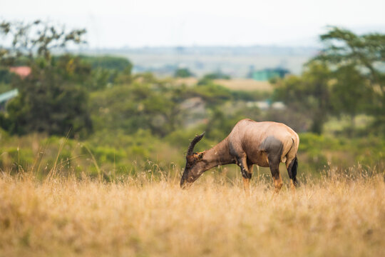 Topi grazing on grassy field