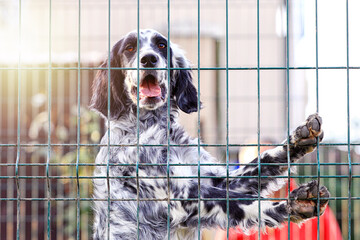 White and brown colored setter in the cage and shelter. Setter silently searches for game by scent;...