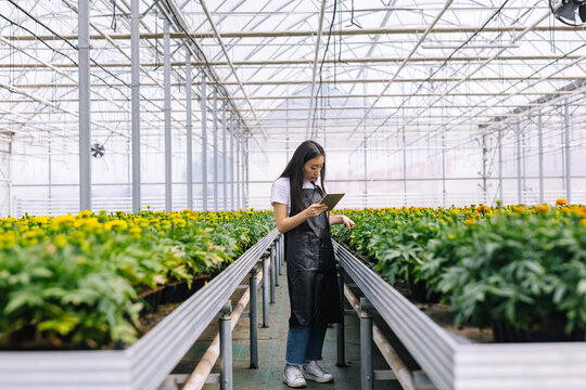 Female staff using gadget for identify plants 