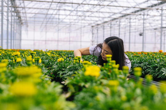 Female gardener caring about marigold flowers