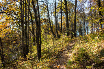 A steep slope in a forest area on an autumn day