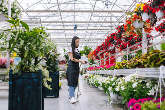 Female worker taking care about potted flowers 