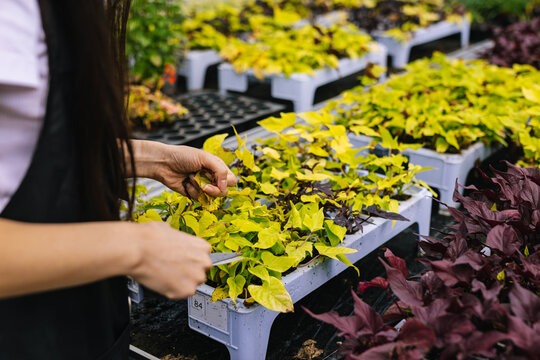 Unrecognizable female florist tending about plants
