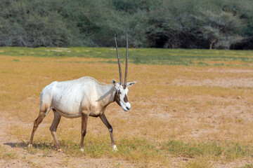 Arabian oryx or white oryx