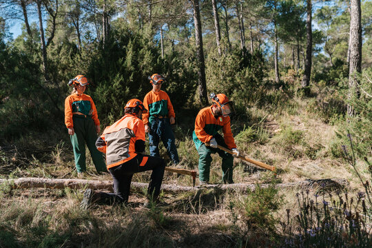 Woodcutters chopping tree together