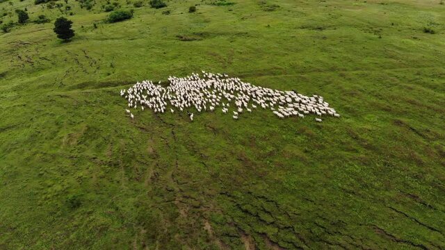 Aerial view of a herd of sheep on a green hillside