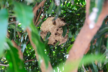 A closeup portrait of beehive in the tree