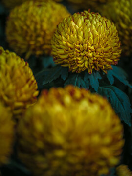 orange pom-pom chrysanthemum
