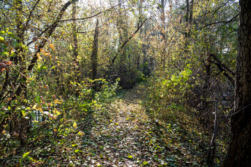 Obraz premium A hiking trail strewn with autumn foliage in a picturesque forest area