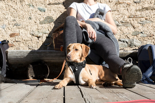 dog lying, repose and rest after a walk.