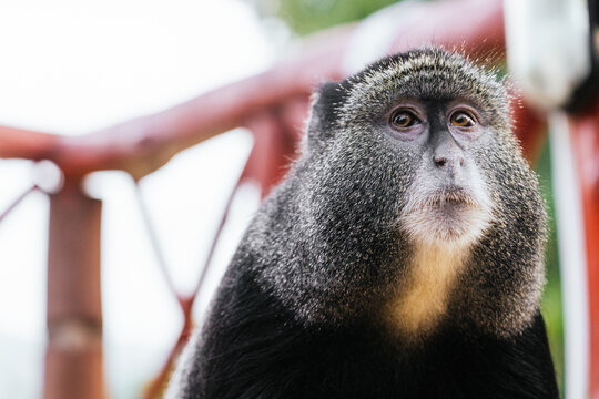 Blue monkey against red railing