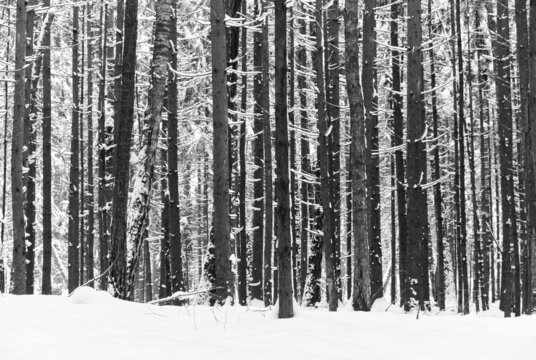 Black and white high contrast winter forest background