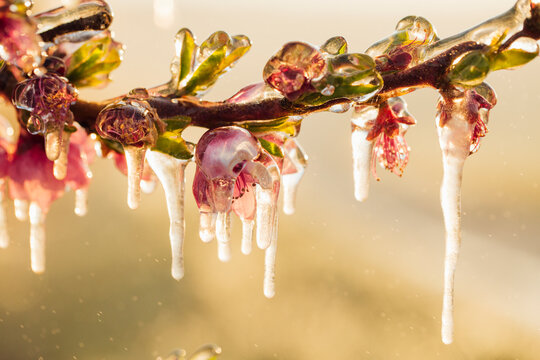 frozen fruit flowers