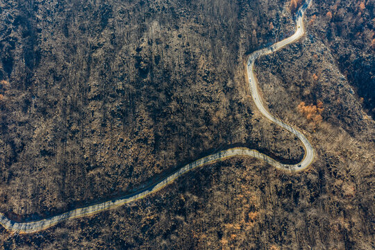 road passes through a burned forest