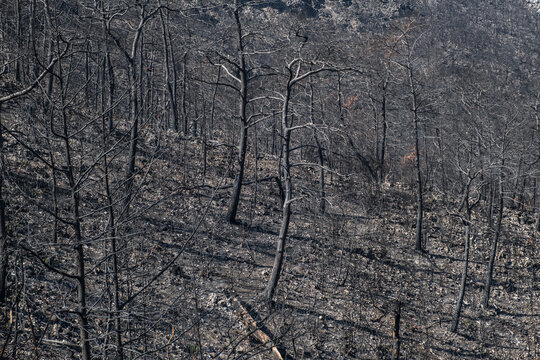 aftermath of forest fire