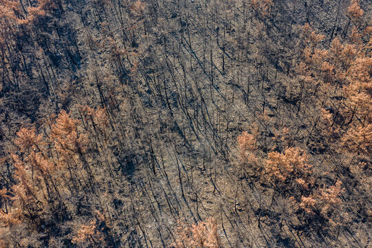 dead forest by climate change