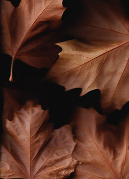 Fallen Autumn Leaves, a scan