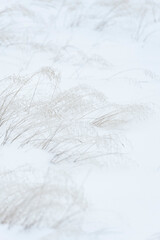 Abstract View of Delicate Winter Grasses Covered in Snow. Bright seasonal view of a field after a snowfall in the Pacific Northwest.