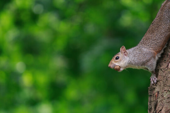 A squirrel with a nut on a tree in a London park. 
